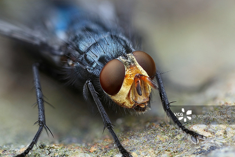 尸体蝇图片素材