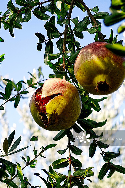 树上的石榴图片素材