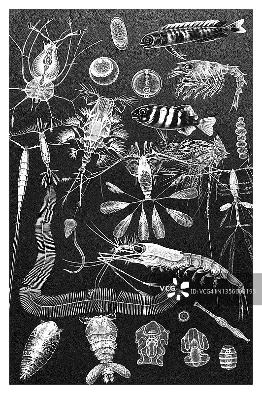 老式彩色石印插图：海洋生物图片素材