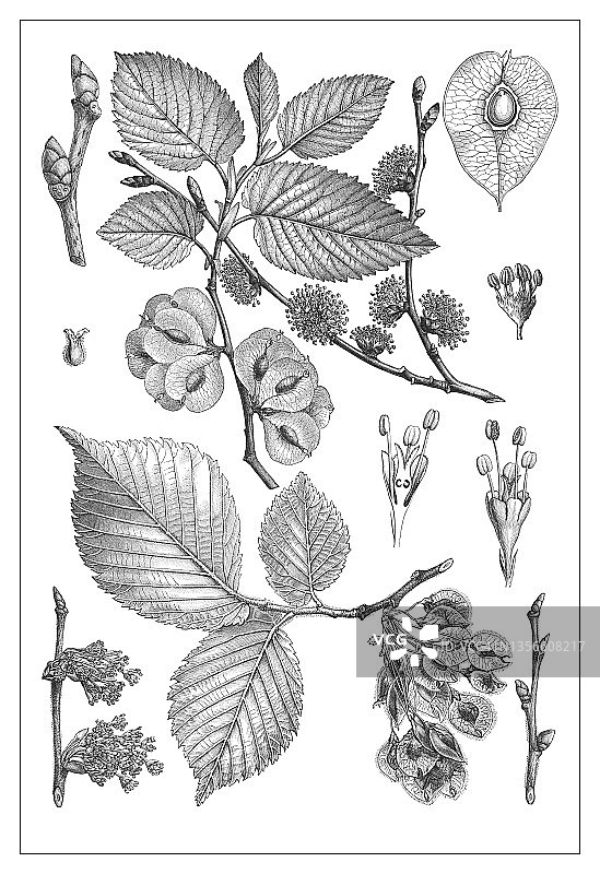 欧洲白榆和野榆复古雕刻插画图片素材