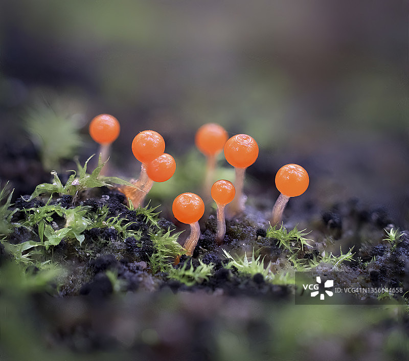 欺骗色黏菌的橙色形态——微距特写图片素材