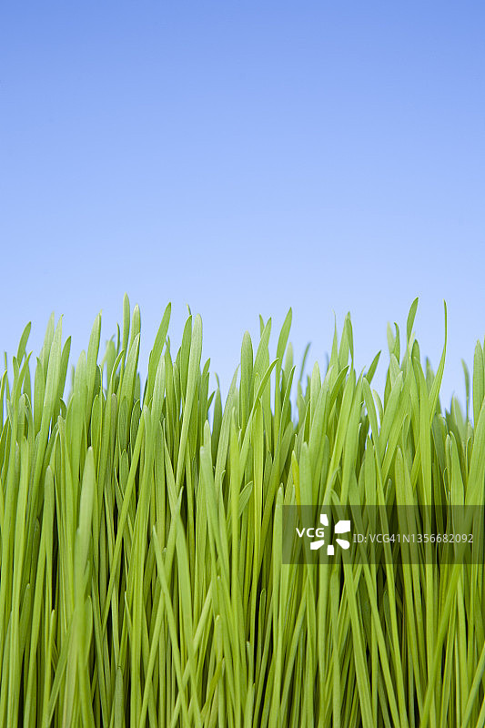 蓝天下绿草特写图片素材