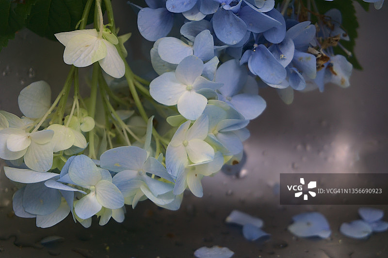 绣球花macrophylla图片素材