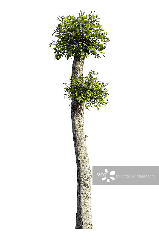 以白色背景为衬托的光秃秃的树，带裁剪路径图片素材