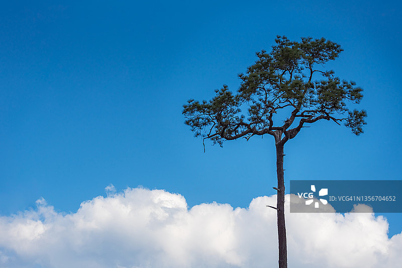 泰国黎逸府：云雾背景下的美丽孤松图片素材