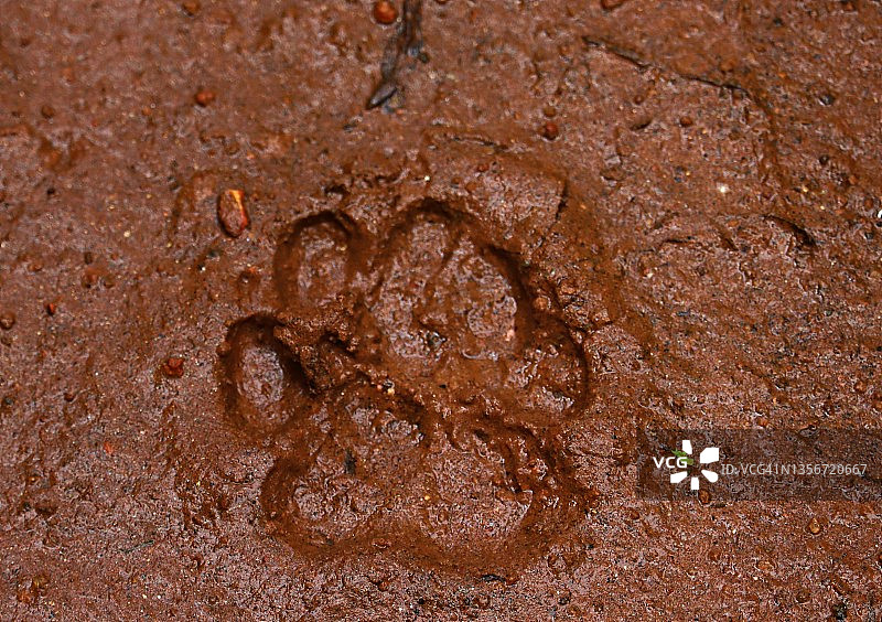 泥土中狗狗的脚印图片素材