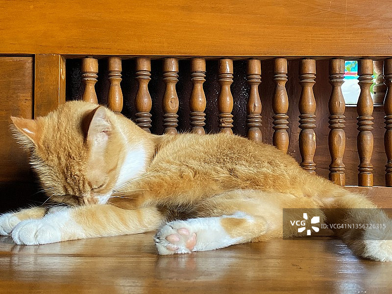 暹罗猫之美图片素材