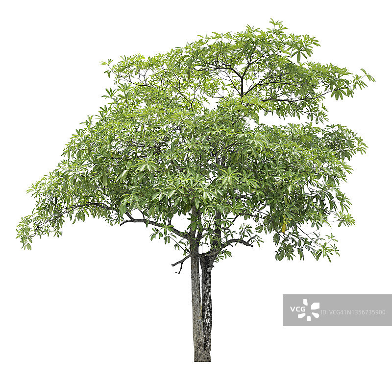 白色背景上隔离的绿色大树，带裁剪路径图片素材