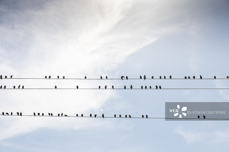 栖息在电线上的八哥图片素材