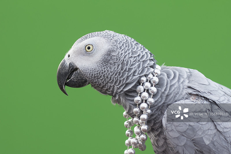 戴着珍珠项链的鹦鹉图片素材