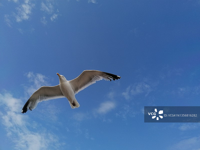 海鸥萨米图片素材