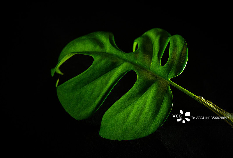 龟背竹的绿叶图片素材