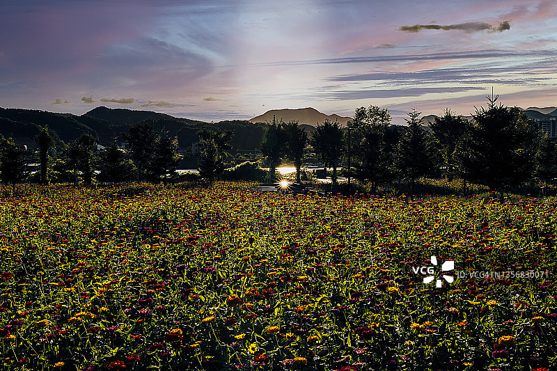韩国加平郡自拉岛岛屿百日草花田日落景观图片素材