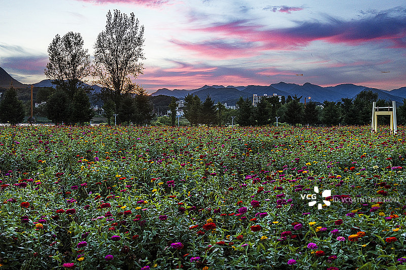 韩国加平郡自拉岛岛屿百日草花田日落景观图片素材
