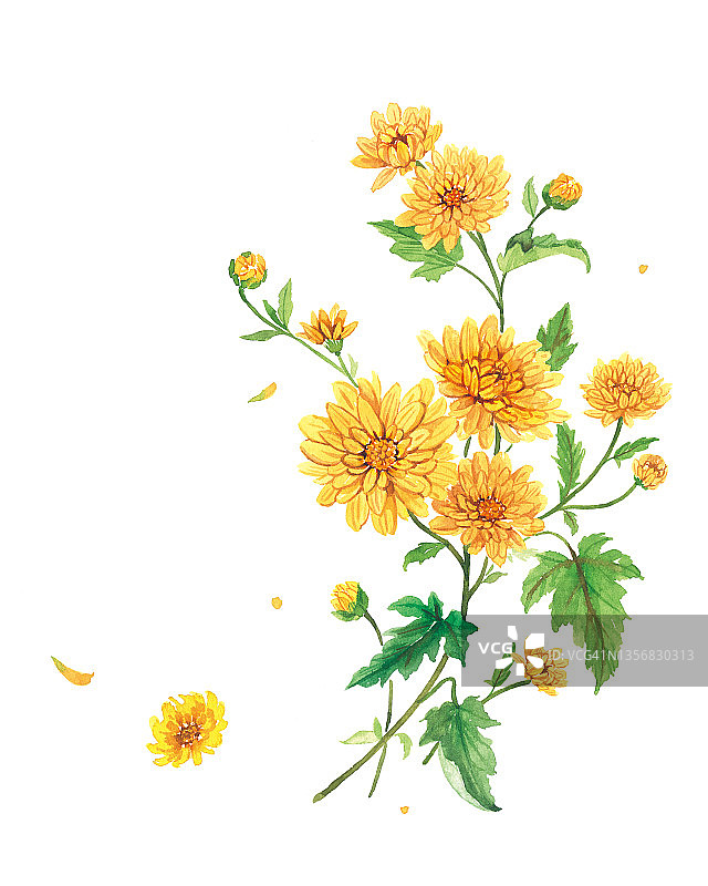 菊花插画图片素材