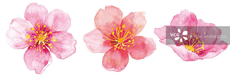 樱花插画图片素材