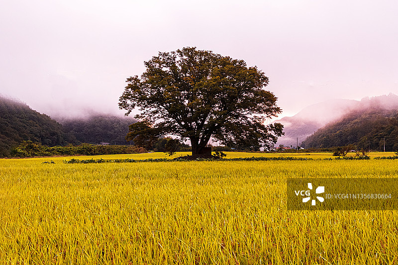 韩国闻庆榉树景观图片素材