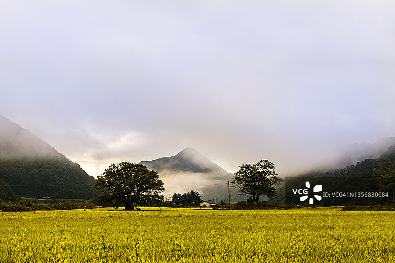 韩国闻庆榉树与华山茱萸景色图片素材