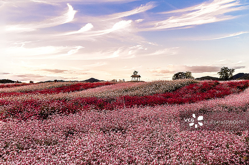 韩国铁原千日红花田图片素材