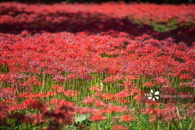 surprise 百合图片素材