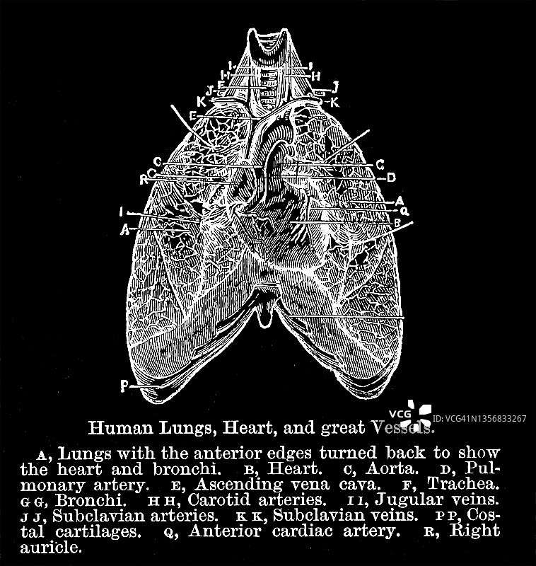 人类肺部、心脏和大血管的古老雕刻插图图片素材