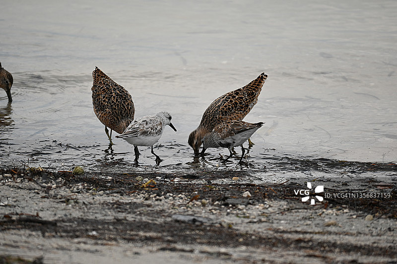 短嘴丘鹬图片素材