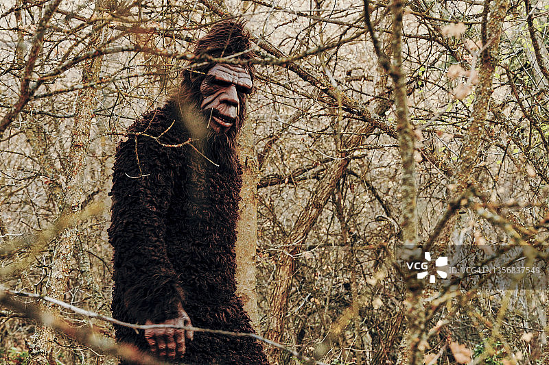 森林中的大脚怪图片素材