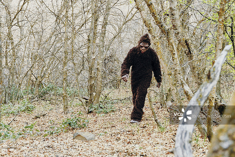 森林中的大脚怪图片素材