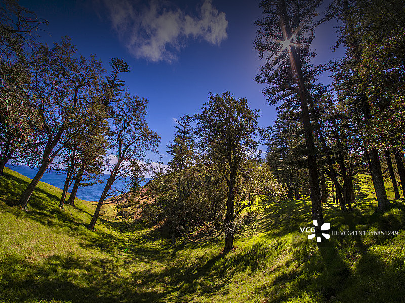 诺福克岛上美丽的树木繁茂区域，南太平洋，澳大利亚图片素材