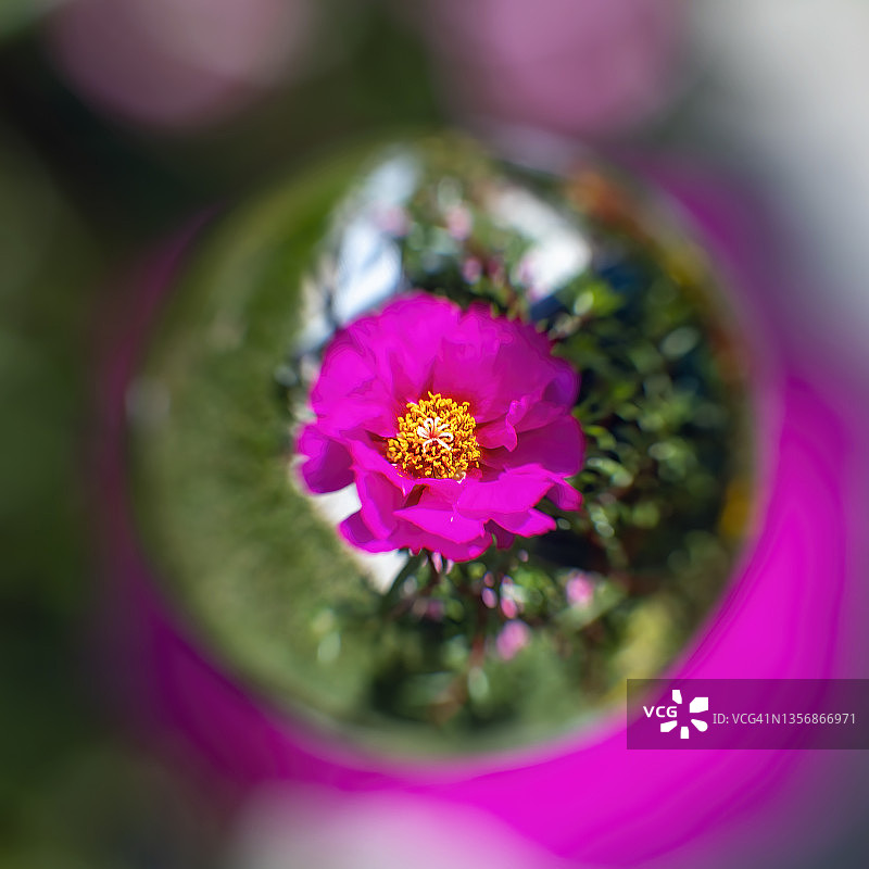 太阳花图片素材