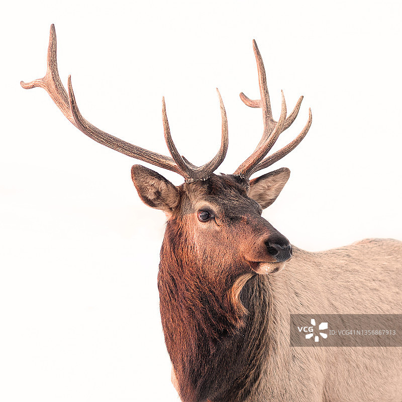 高调马鹿肖像图片素材