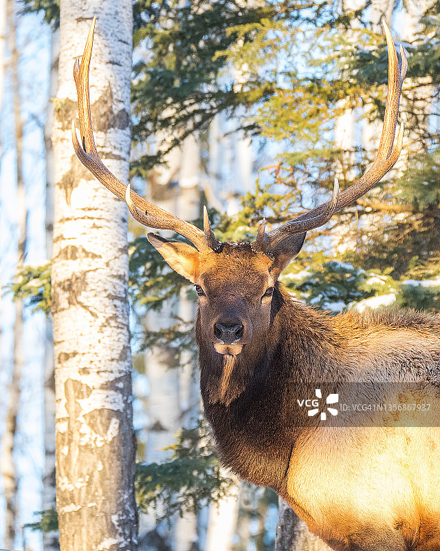 森林里的公牛麋鹿图片素材