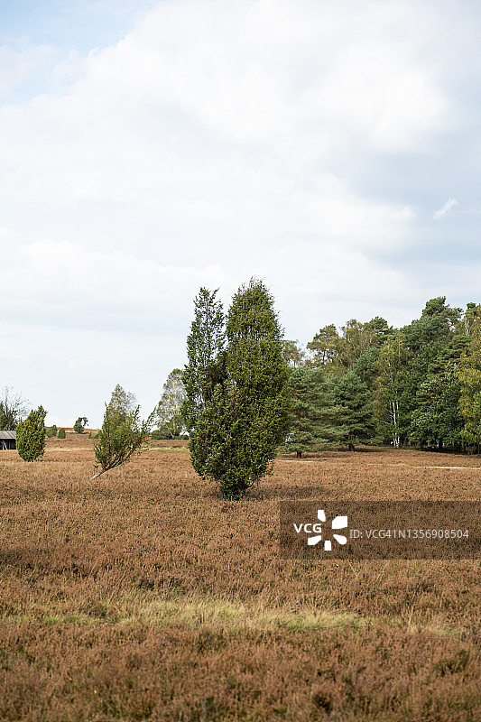 秋季的吕讷堡石楠草原图片素材