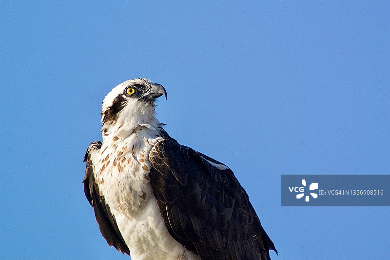 鱼鹰仰望天空的特写镜头图片素材