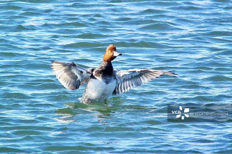 在水中拍打翅膀的雄性红头鸭图片素材