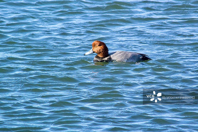 雄性红头潜鸭水面游泳图片素材