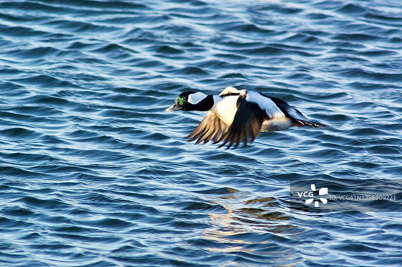 在水面上低飞的小体型潜鸭图片素材