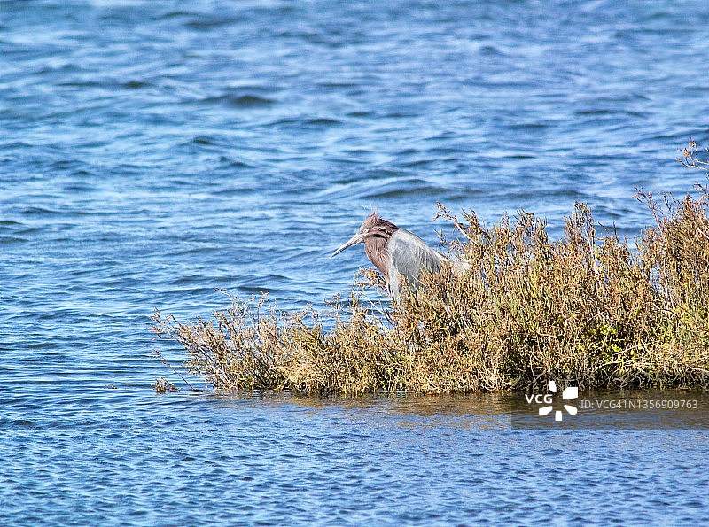 波纹水边赤褐色鹭鸟全景图片素材