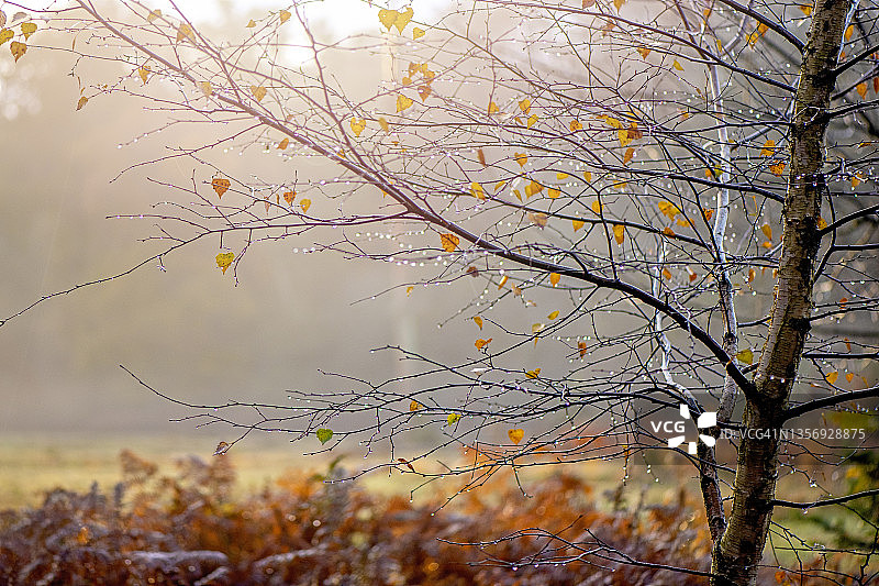 英格兰汉普郡新森林国家公园：白桦树枝上的雨滴图片素材