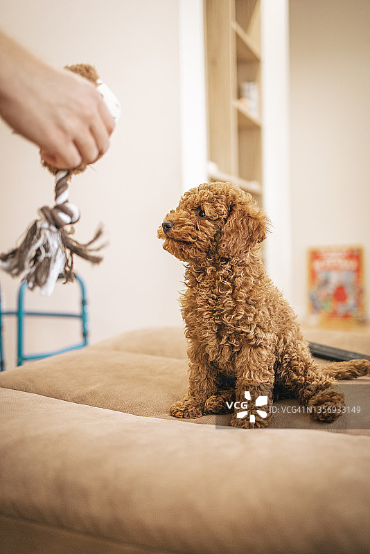 手持玩具，狗狗坐在沙发上图片素材