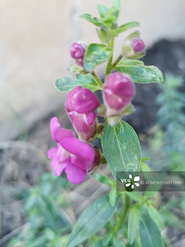 香蜂花图片素材