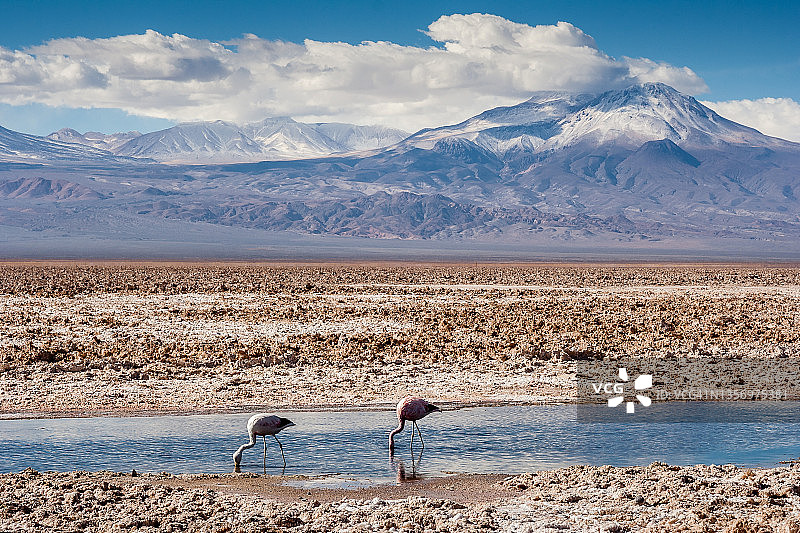 在阿塔卡马盐湖觅食的安第斯火烈鸟图片素材