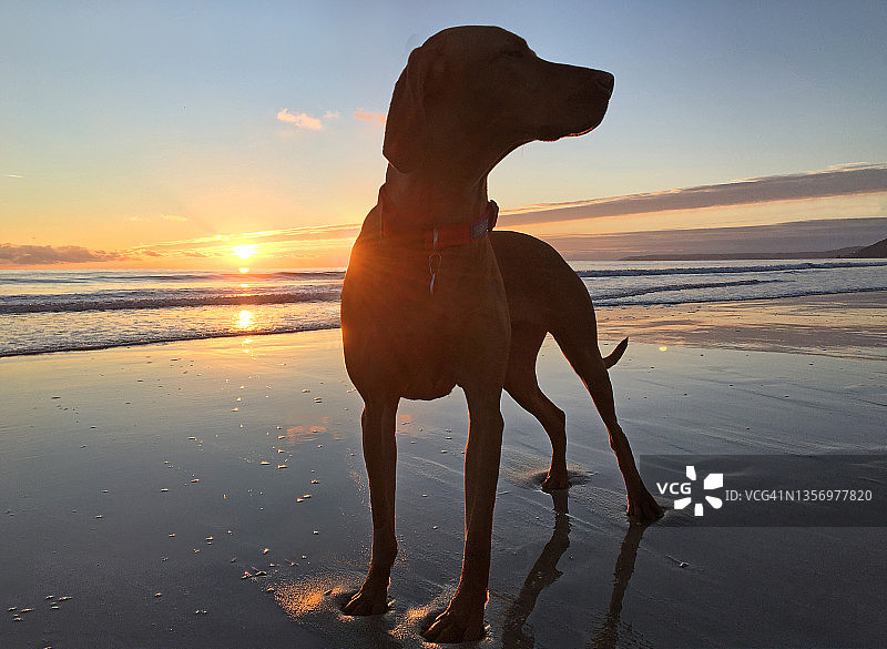 日落时分沙滩上的狗图片素材