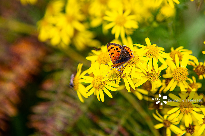 停在黄色雏菊花上的橙黑色帝王蝶图片素材