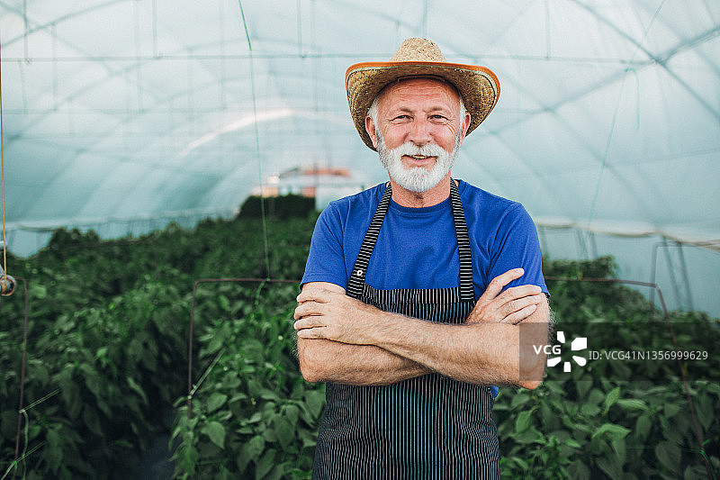 年长的农民在他的温室里摆姿势图片素材