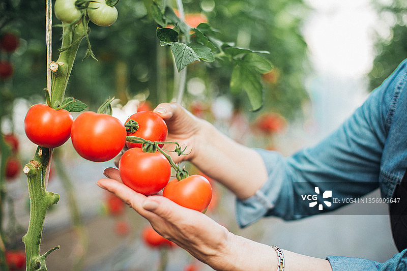 从花园里采摘新鲜有机番茄的女士图片素材