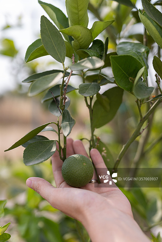 人手采摘青柠，青柠树图片素材