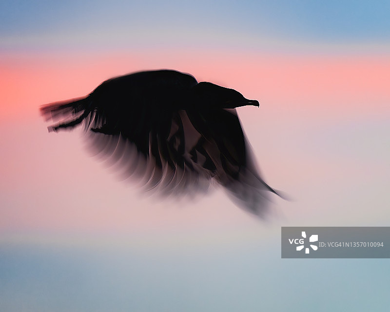 模糊的鸬鹚图片素材