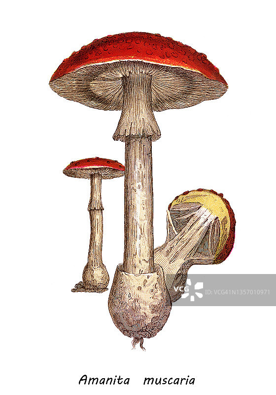 老式彩色石印插图：毒蘑菇，毒蝇伞图片素材