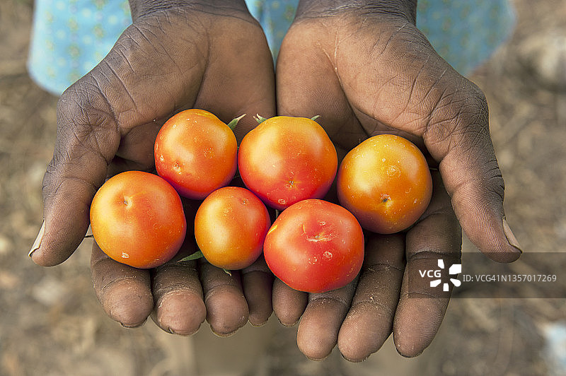 男子展示在布基纳法索农场新鲜采摘的西红柿图片素材